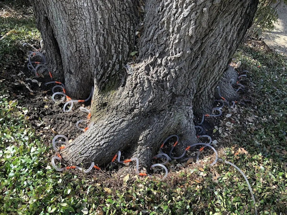 Detailed Tree Cabling and Bracing job site in Cushman