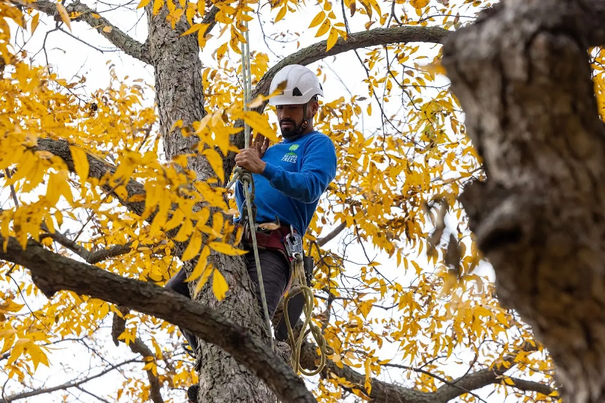 Skilled Tree Planting crew working in Cushman