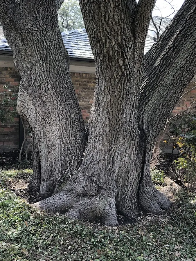 Mature heritage tree close to a Cushman property cared for by certified arborists